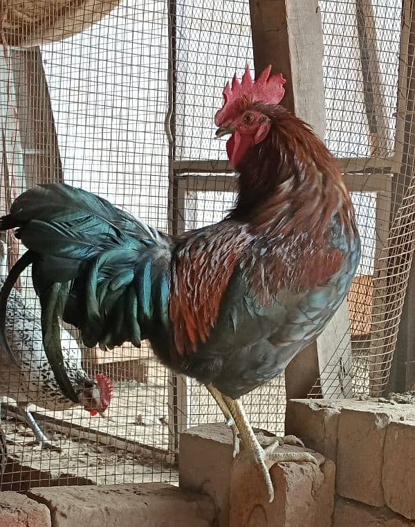 Golden Misri Hens/ Egg Laying Hens 0