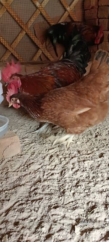 Golden Misri Hens/ Egg Laying Hens 12