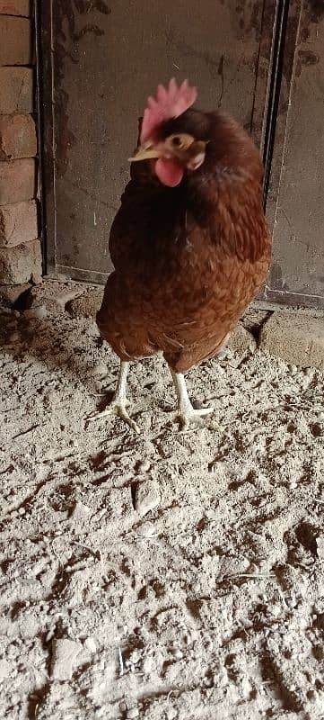 Golden Misri Hens/ Egg Laying Hens 13