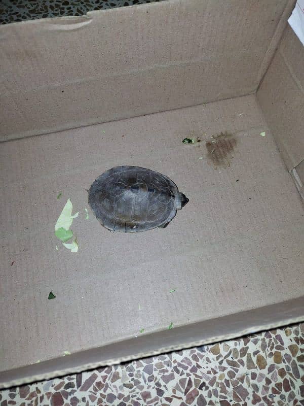 one baby turtle 1