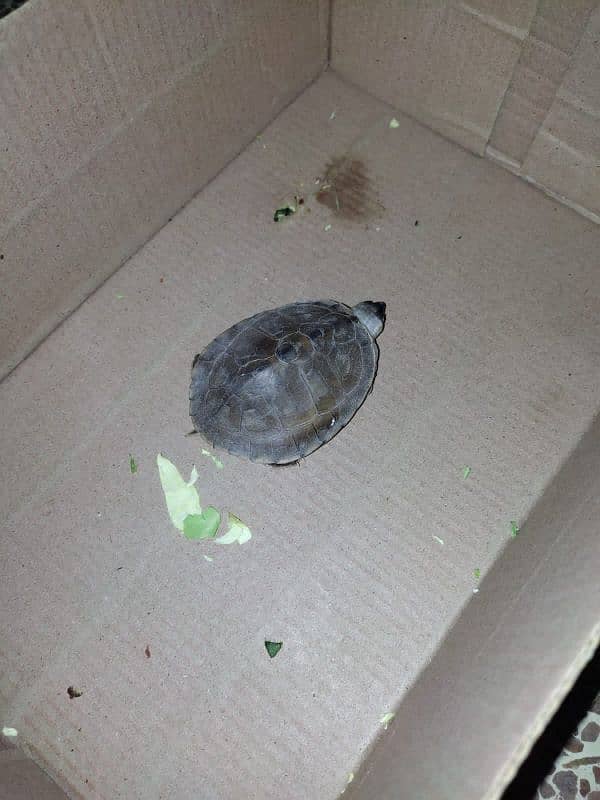 one baby turtle 2