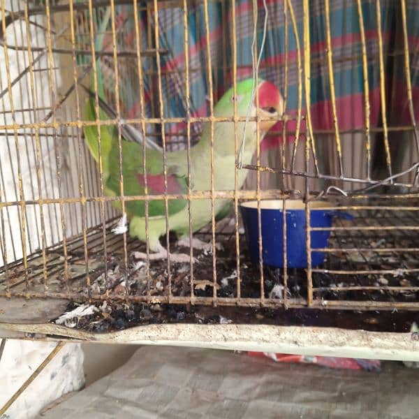 Raw parrot for sale 0