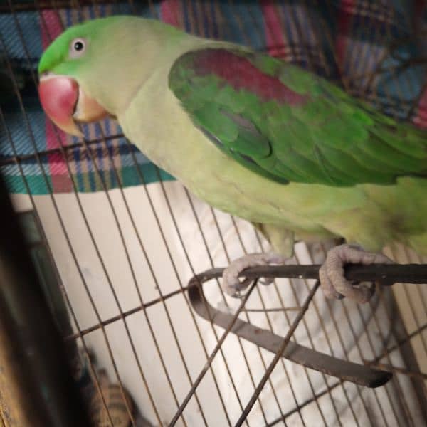 Raw parrot for sale 1