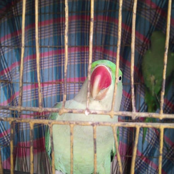 Raw parrot for sale 2