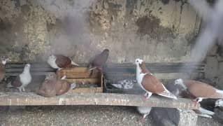 mix pigeons are available for sale