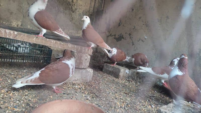 mix pigeons are available for sale 1