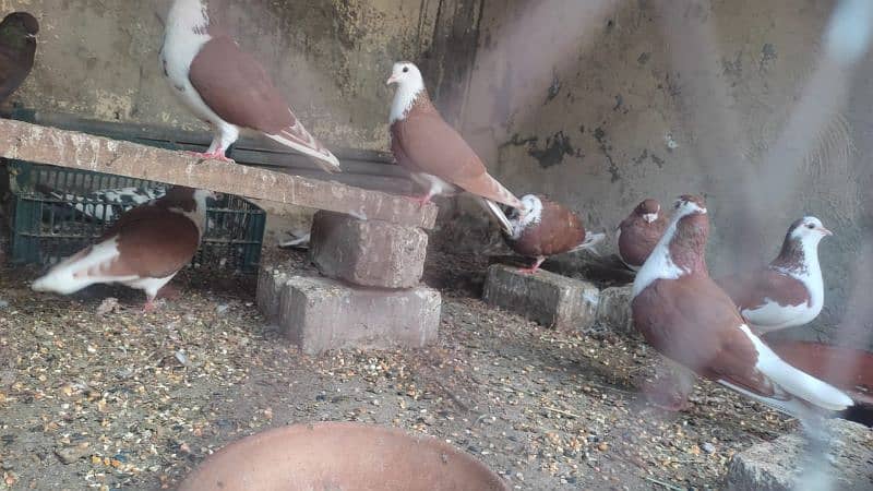 mix pigeons are available for sale 2