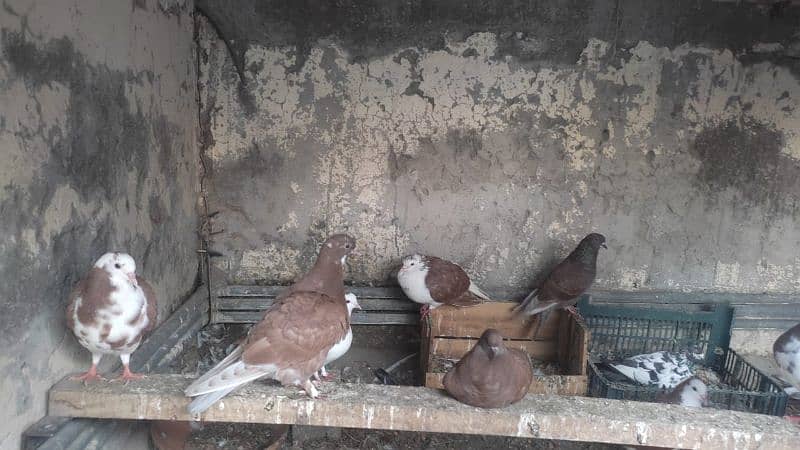 mix pigeons are available for sale 3