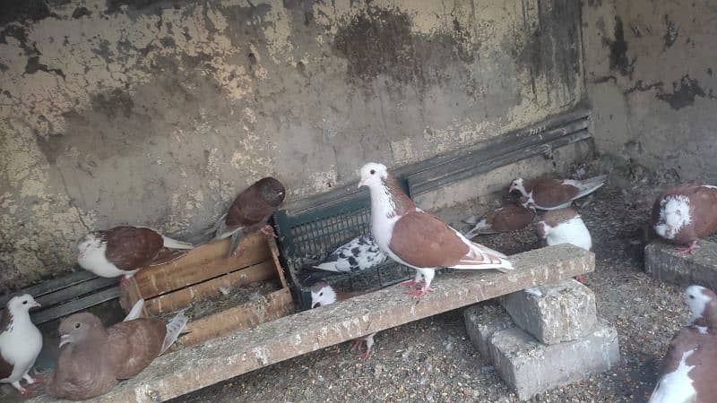 mix pigeons are available for sale 4