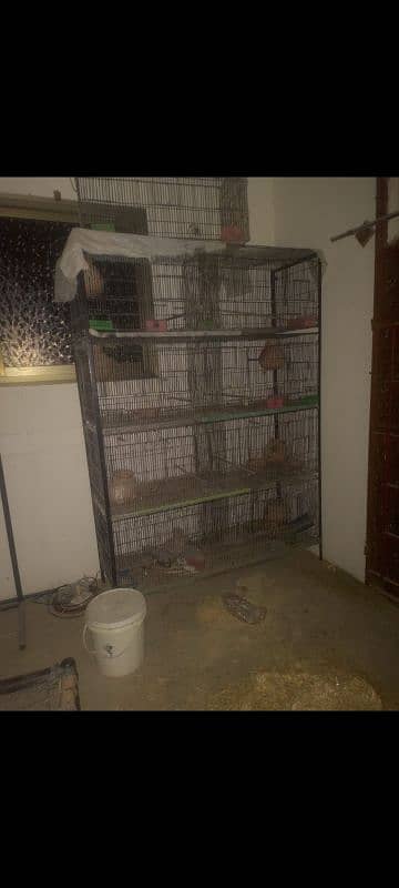 parrot cages 0