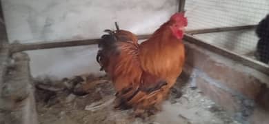 Bantam Male Golden Desi cock Plumnn Parutt silki Polish sultan