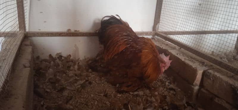 Bantam Male Golden Desi cock Plumnn Parutt silki Polish sultan 1