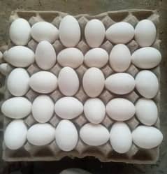 fresh eggs available