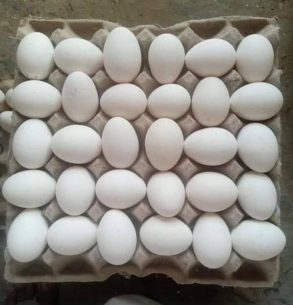 fresh eggs available 0