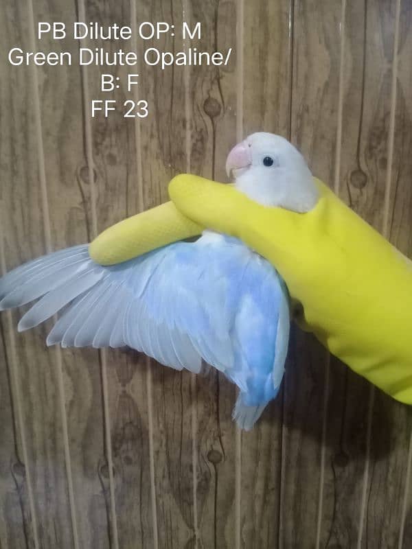 Blue Dilute Opaline lovebird 0