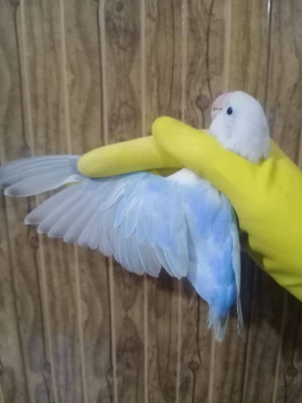 Blue Dilute Opaline lovebird 1