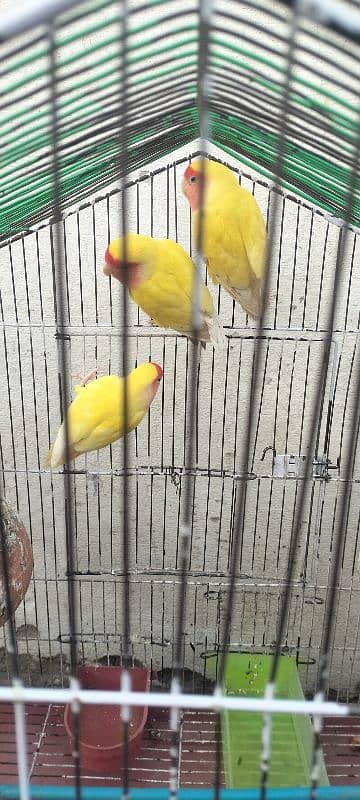 love birds for sale 3