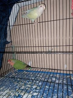 4 pairs lovebirds