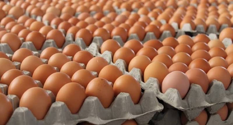 All types of eggs are available at dealer rates. 3