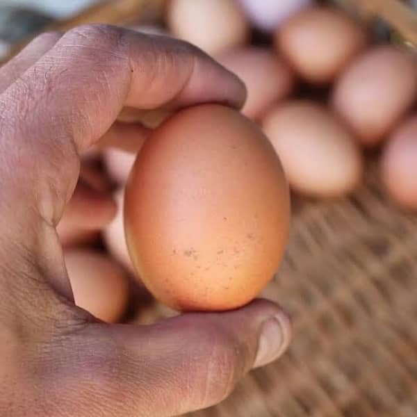 All types of eggs are available at dealer rates. 4