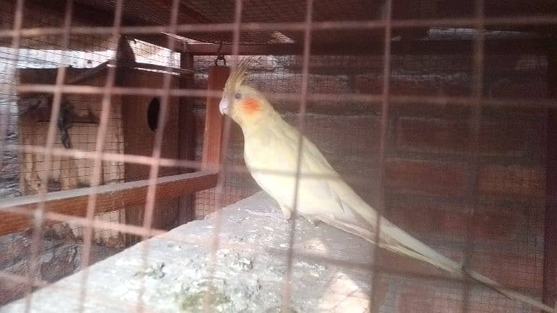 1 Male Cockatiel 3 love birds 9 Australian parrots 0