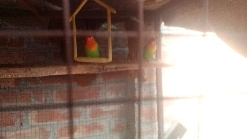 1 Male Cockatiel 3 love birds 9 Australian parrots 3