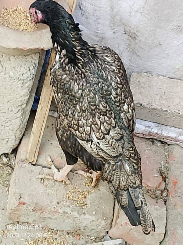 java aseel  hen for sale 0