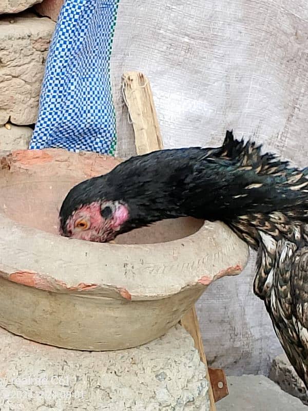 java aseel  hen for sale 2