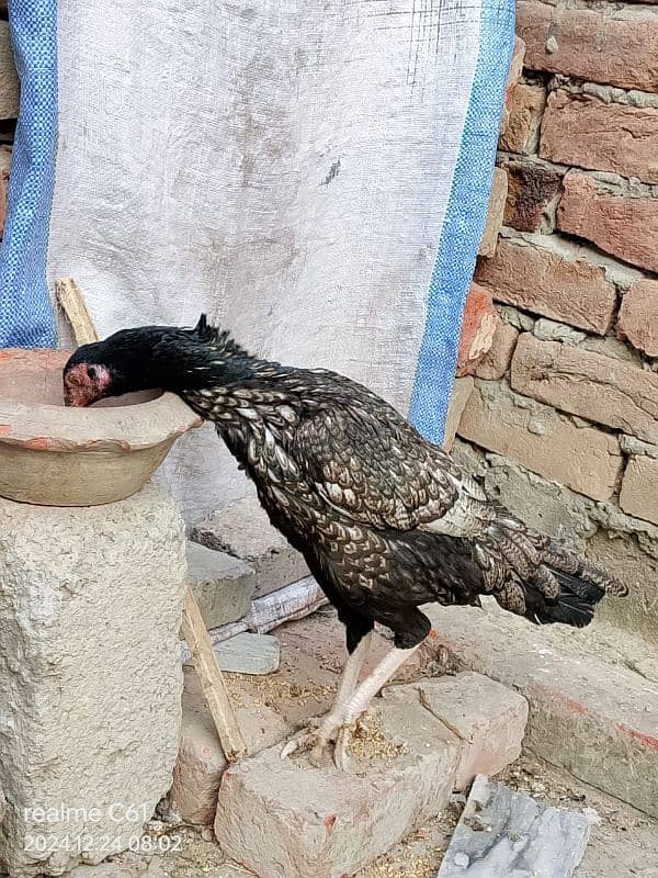 java aseel  hen for sale 3