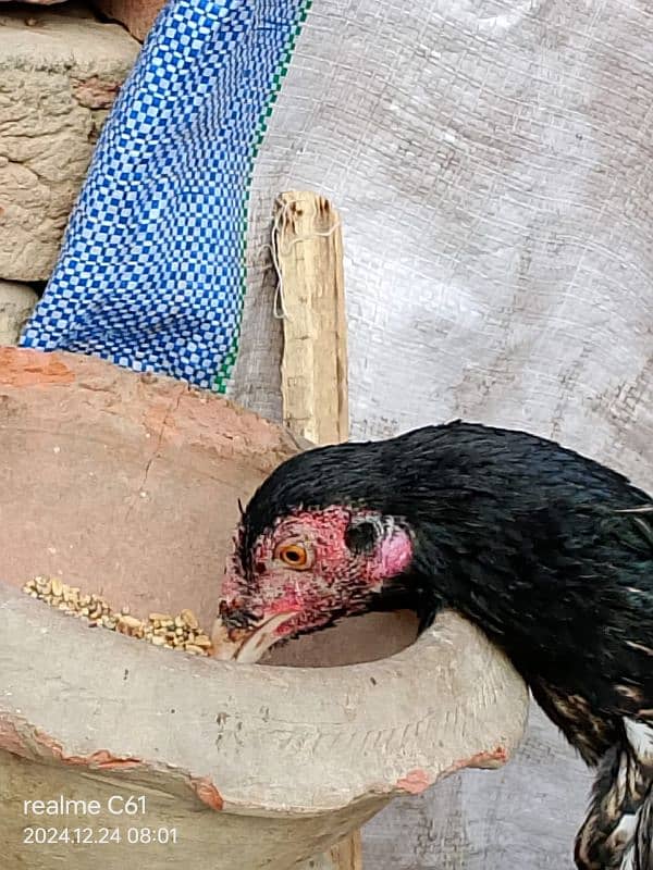 java aseel  hen for sale 4