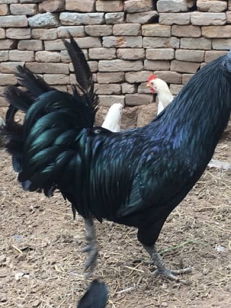 active breader male ayam cemani 2