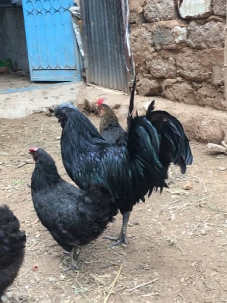 active breader male ayam cemani 3