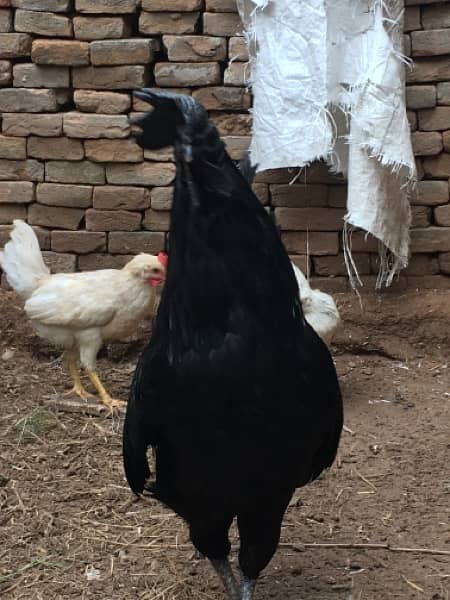 active breader male ayam cemani 4