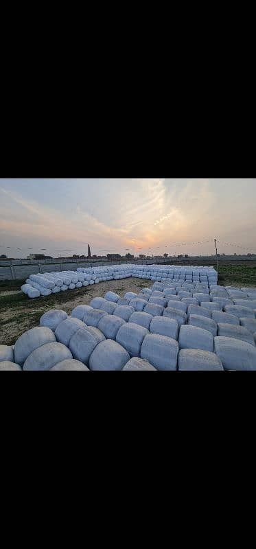 Corn Silage 1