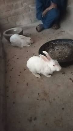 rabbit full barider pair hay