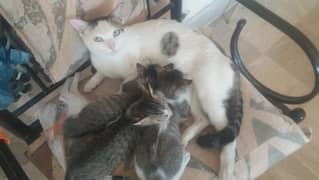 female  cat  with 3 kitten