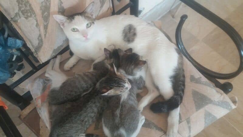 female  cat  with 3 kitten 0