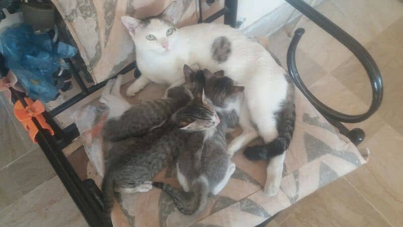 female  cat  with 3 kitten 1