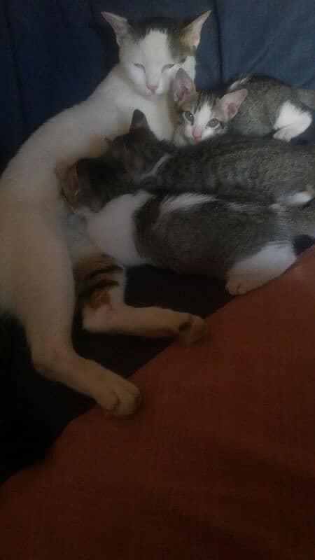 female  cat  with 3 kitten 2