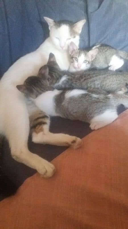 female  cat  with 3 kitten 3