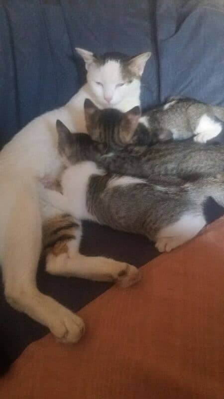 female  cat  with 3 kitten 4