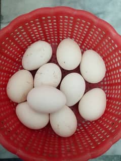 Paper white A+ quality aseel k 10 fresh eggs fr sell