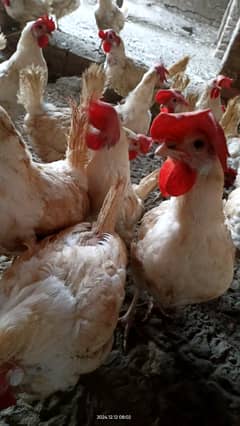 Layer Egg laying hens for sale0317 3157100