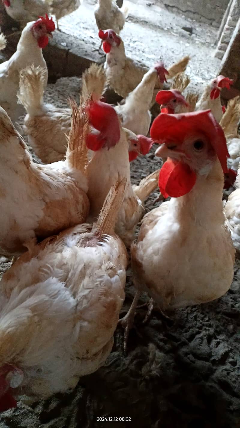 Layer  Egg laying hens for sale0317 3157100 0