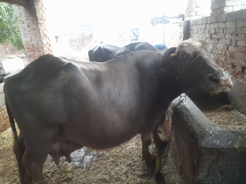 Cow | buffalo | بھینس | desi bhans 0