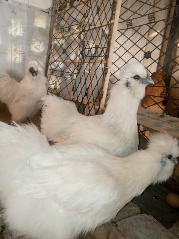 Silkie Breeder Trio Set Egg laying 0