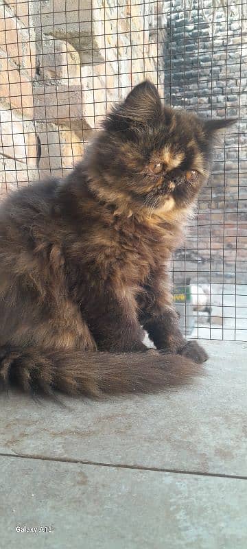 Persian near to peki kitten for sale 0