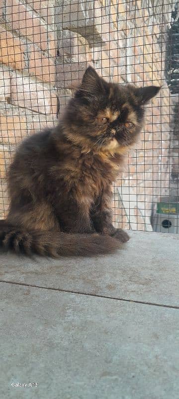 Persian near to peki kitten for sale 1