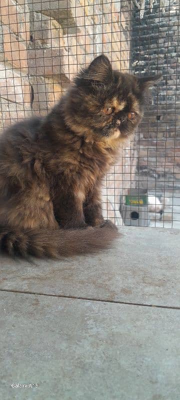 Persian near to peki kitten for sale 2