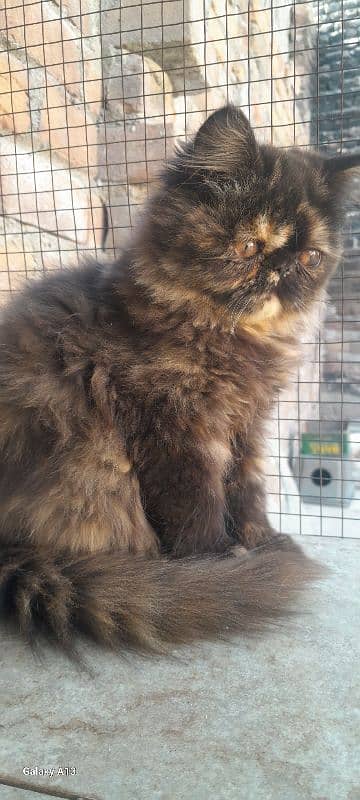 Persian near to peki kitten for sale 3